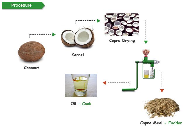 extracting copra from Coconut