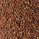 Red Rice 10 lbs Epigrain