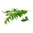 Curry Leaves 454 g YOSHI