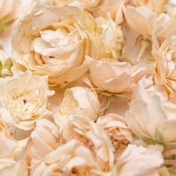 [182262] 5 g Lioflor